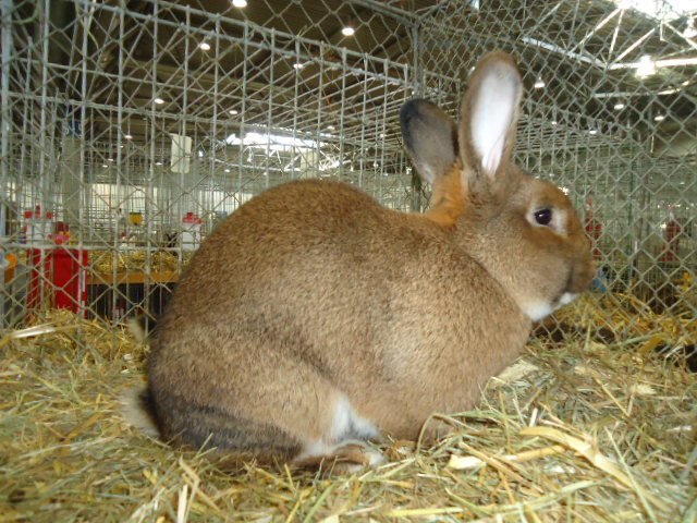 DSC02907 - Expo Germania Europeana EUROPASCHAU LEIPZIG 2012