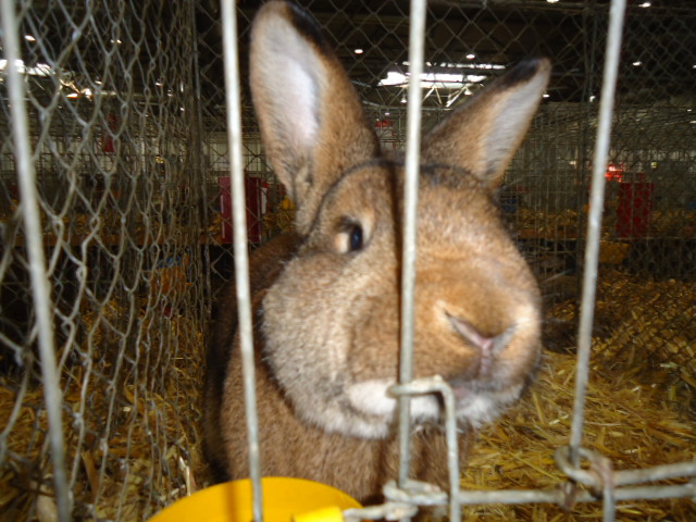 DSC02909 - Expo Germania Europeana EUROPASCHAU LEIPZIG 2012