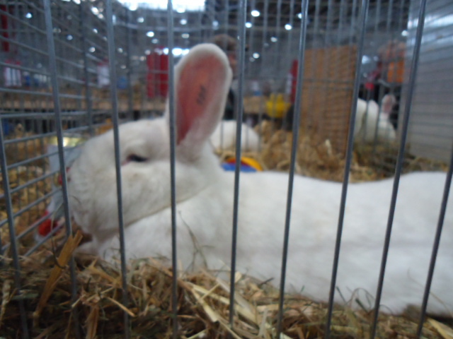 DSC02911 - Expo Germania Europeana EUROPASCHAU LEIPZIG 2012