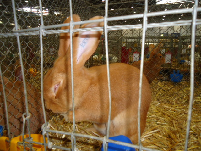 DSC02912 - Expo Germania Europeana EUROPASCHAU LEIPZIG 2012