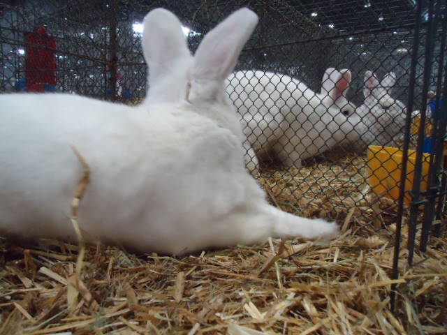 DSC02914 - Expo Germania Europeana EUROPASCHAU LEIPZIG 2012