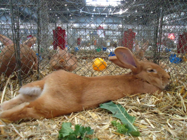 DSC02916 - Expo Germania Europeana EUROPASCHAU LEIPZIG 2012