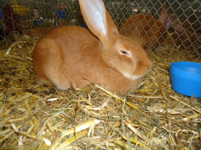 DSC02923 - Expo Germania Europeana EUROPASCHAU LEIPZIG 2012