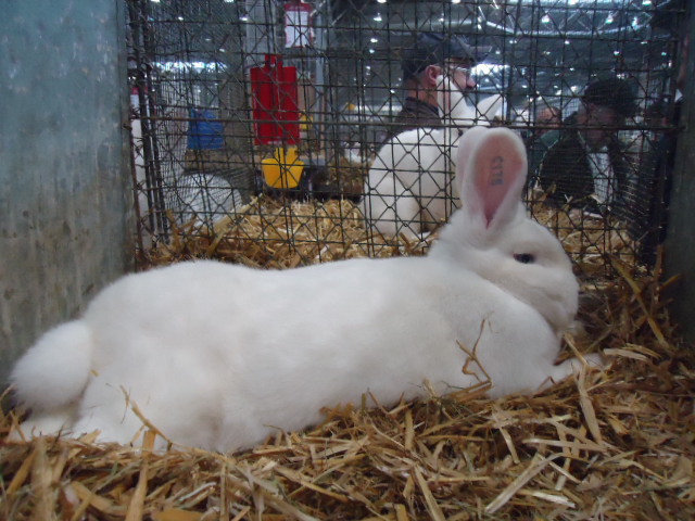 DSC02925 - Expo Germania Europeana EUROPASCHAU LEIPZIG 2012