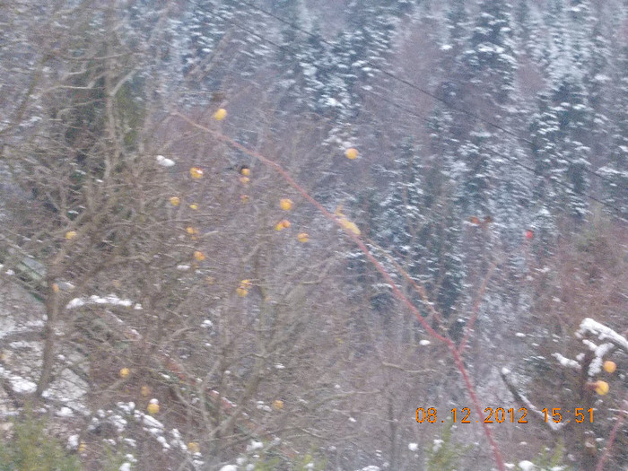 DSCN5423_910 - Excursie la Azuga