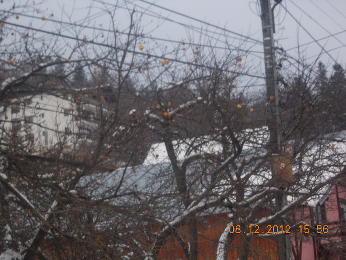 DSCN5430_917 - Excursie la Azuga