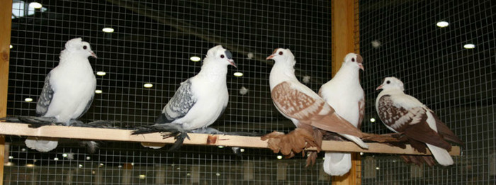 europaschau-leipzig-fluegeltauben