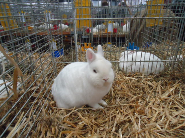 DSC03000 - Expo Germania Europeana EUROPASCHAU LEIPZIG 2012