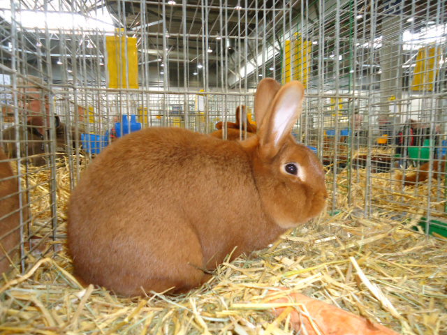 DSC02930 - Expo Germania Europeana EUROPASCHAU LEIPZIG 2012