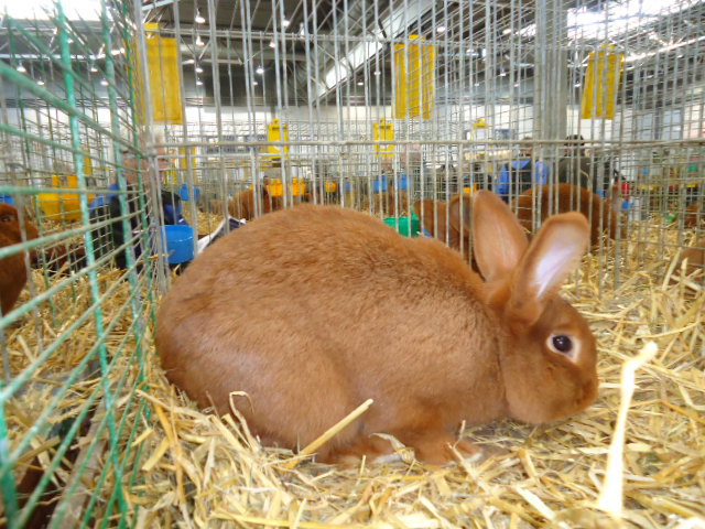 DSC02931 - Expo Germania Europeana EUROPASCHAU LEIPZIG 2012