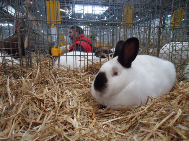 DSC02932 - Expo Germania Europeana EUROPASCHAU LEIPZIG 2012