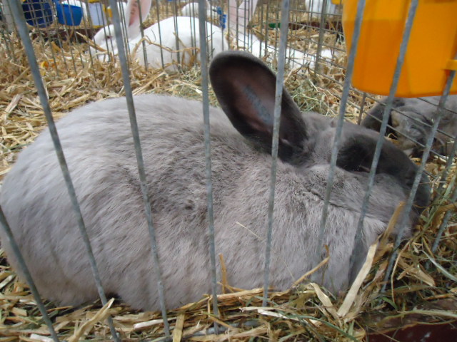 DSC02933 - Expo Germania Europeana EUROPASCHAU LEIPZIG 2012