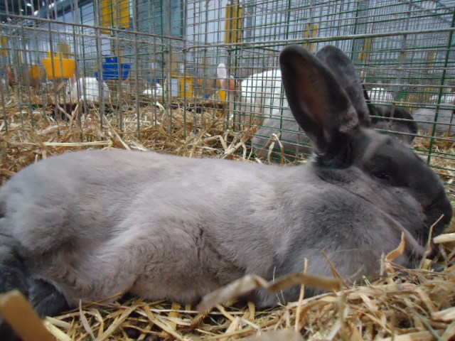 DSC02934 - Expo Germania Europeana EUROPASCHAU LEIPZIG 2012