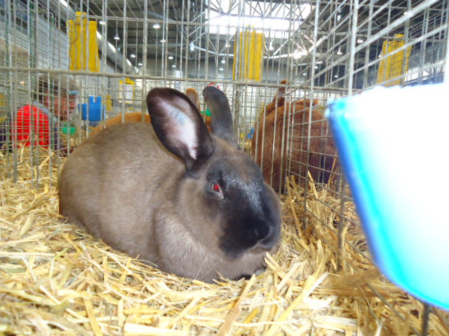 DSC02935 - Expo Germania Europeana EUROPASCHAU LEIPZIG 2012