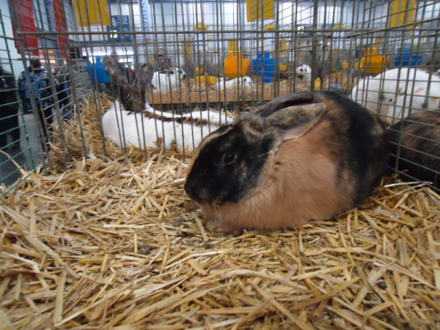 DSC02936 - Expo Germania Europeana EUROPASCHAU LEIPZIG 2012