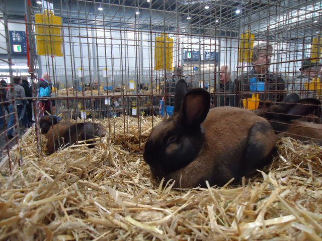 DSC02940 - Expo Germania Europeana EUROPASCHAU LEIPZIG 2012