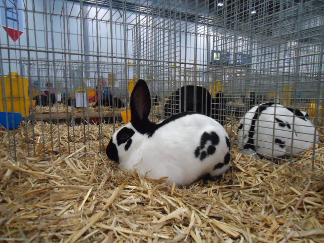 DSC02941 - Expo Germania Europeana EUROPASCHAU LEIPZIG 2012