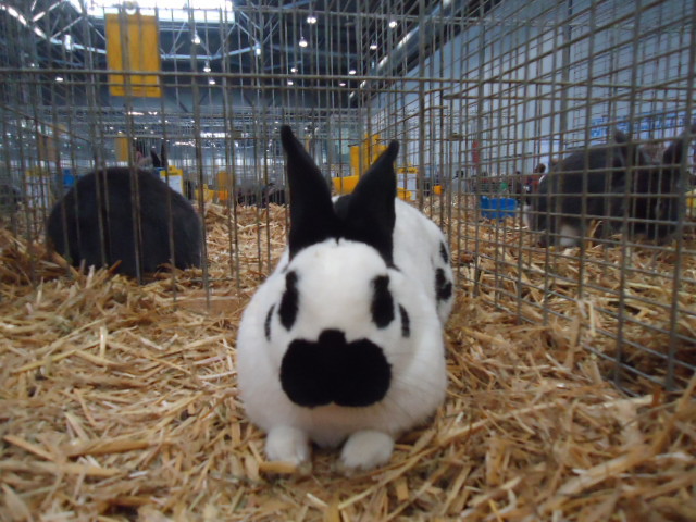 DSC02943 - Expo Germania Europeana EUROPASCHAU LEIPZIG 2012