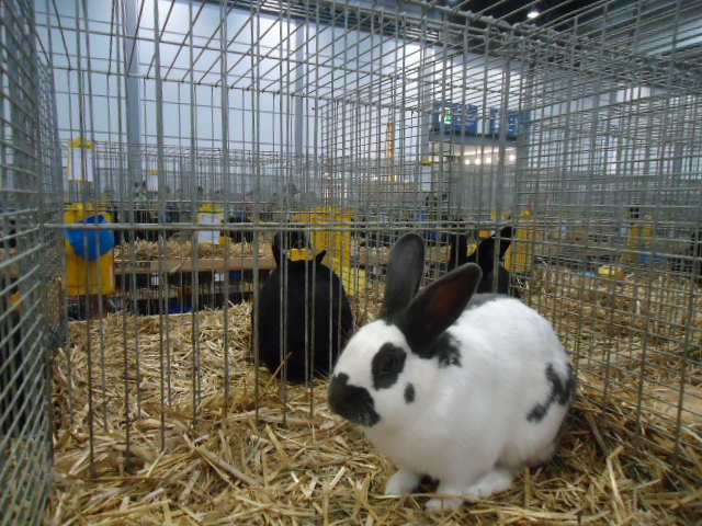 DSC02944 - Expo Germania Europeana EUROPASCHAU LEIPZIG 2012