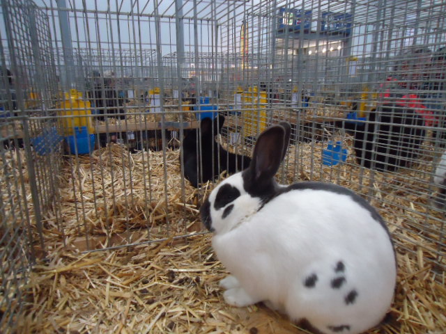 DSC02945 - Expo Germania Europeana EUROPASCHAU LEIPZIG 2012