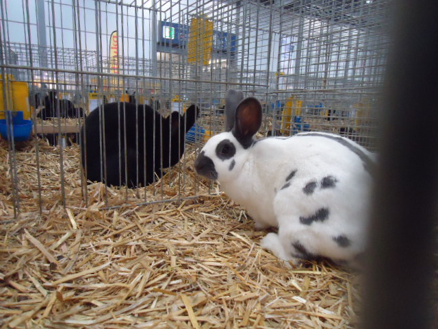 DSC02946 - Expo Germania Europeana EUROPASCHAU LEIPZIG 2012