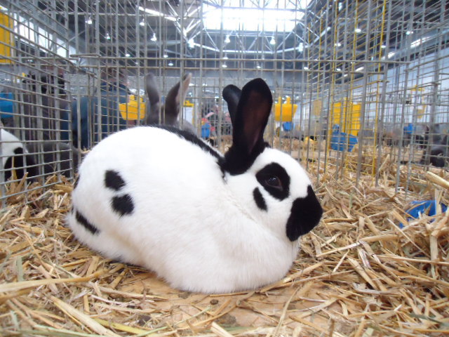 DSC02947 - Expo Germania Europeana EUROPASCHAU LEIPZIG 2012