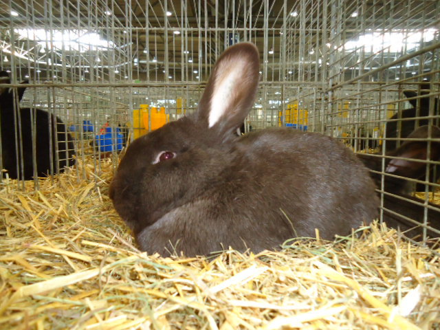 DSC02951 - Expo Germania Europeana EUROPASCHAU LEIPZIG 2012