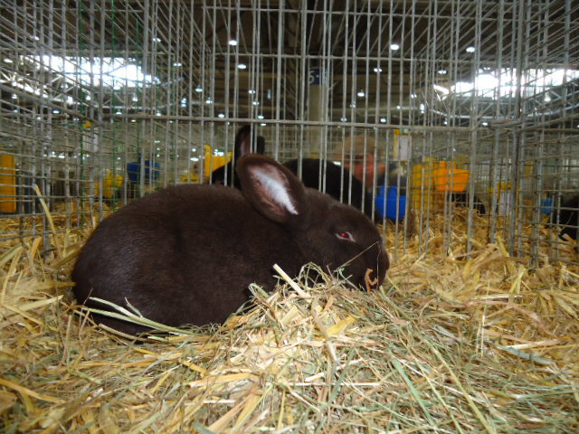 DSC02952 - Expo Germania Europeana EUROPASCHAU LEIPZIG 2012