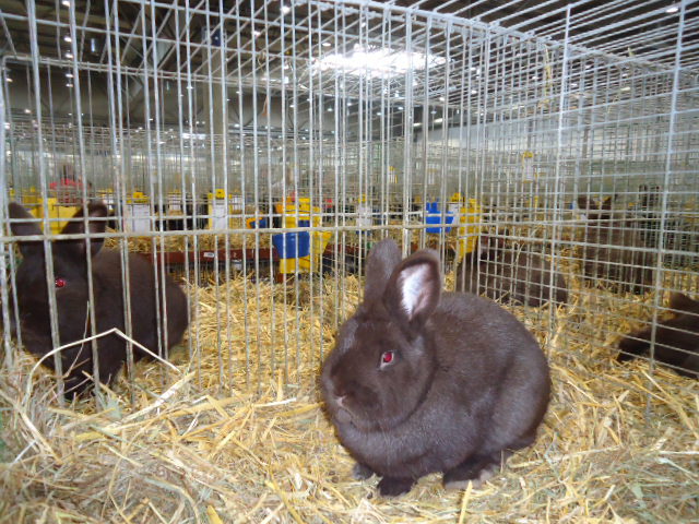 DSC02953 - Expo Germania Europeana EUROPASCHAU LEIPZIG 2012