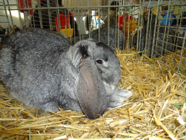 DSC02955 - Expo Germania Europeana EUROPASCHAU LEIPZIG 2012