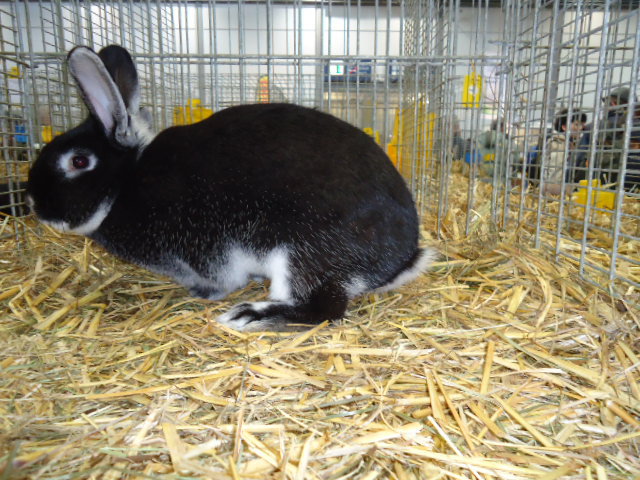 DSC02956 - Expo Germania Europeana EUROPASCHAU LEIPZIG 2012