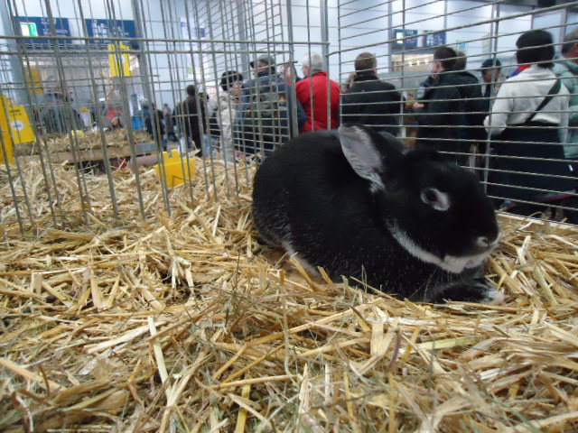 DSC02957 - Expo Germania Europeana EUROPASCHAU LEIPZIG 2012