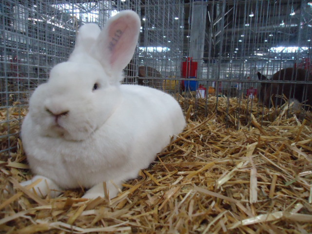 DSC02959 - Expo Germania Europeana EUROPASCHAU LEIPZIG 2012