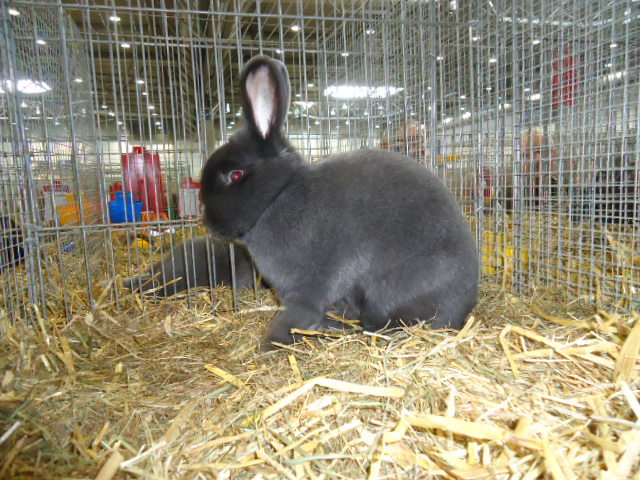 DSC02960 - Expo Germania Europeana EUROPASCHAU LEIPZIG 2012