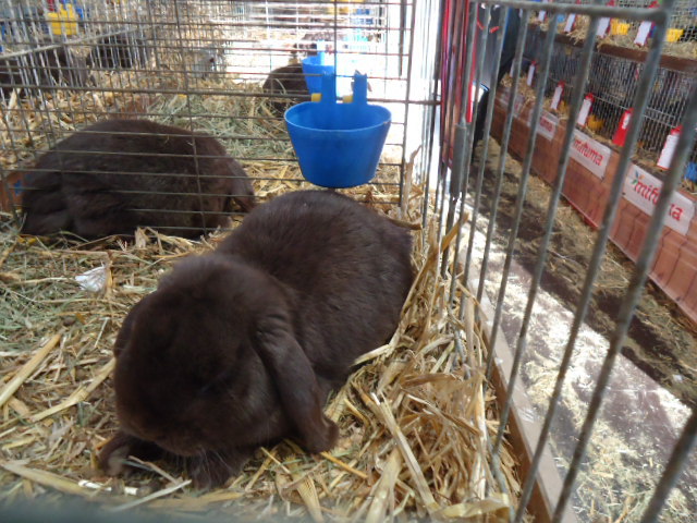 DSC02961 - Expo Germania Europeana EUROPASCHAU LEIPZIG 2012