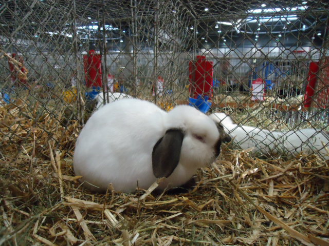 DSC02963 - Expo Germania Europeana EUROPASCHAU LEIPZIG 2012