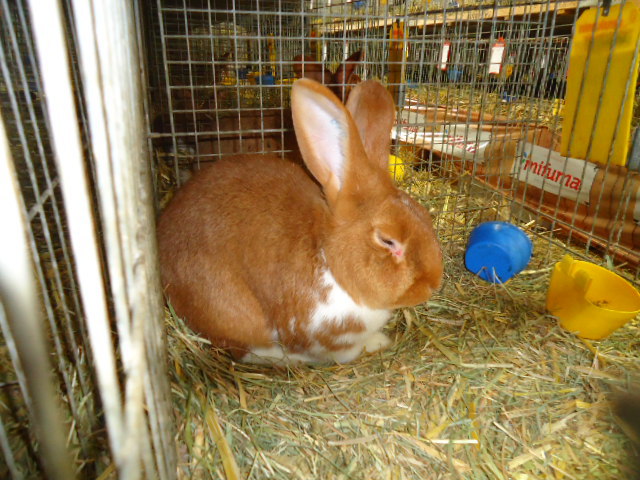 DSC02967 - Expo Germania Europeana EUROPASCHAU LEIPZIG 2012