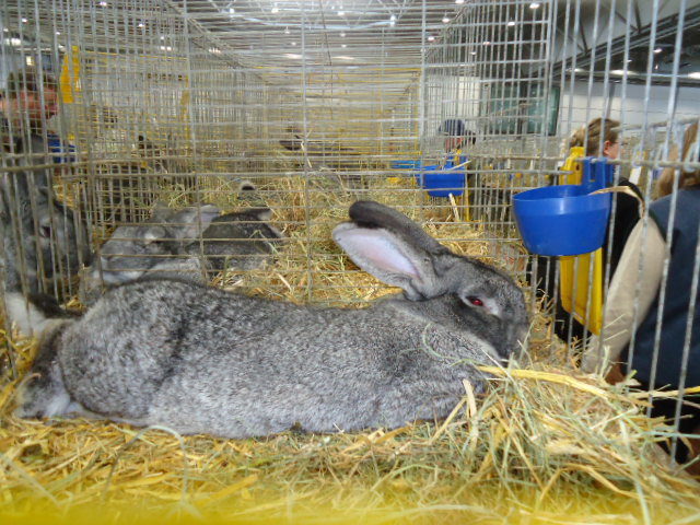 DSC02968 - Expo Germania Europeana EUROPASCHAU LEIPZIG 2012