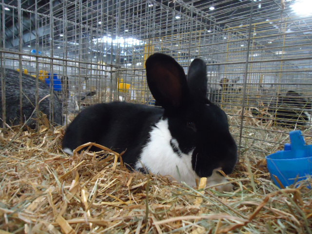 DSC02970 - Expo Germania Europeana EUROPASCHAU LEIPZIG 2012