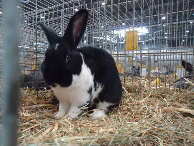 DSC02973 - Expo Germania Europeana EUROPASCHAU LEIPZIG 2012