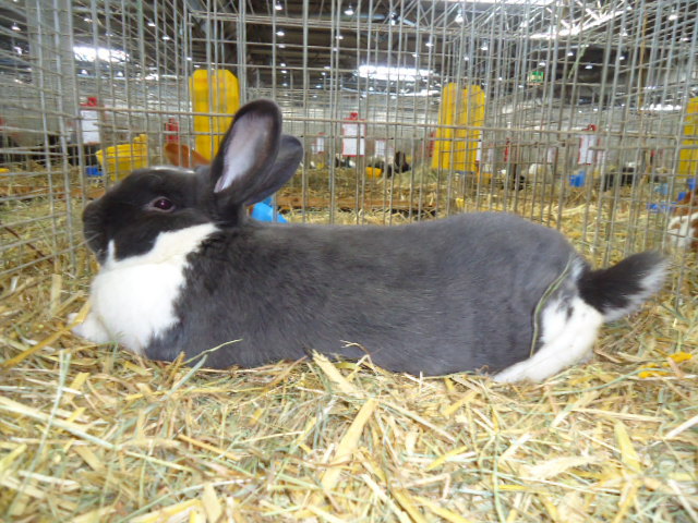 DSC02975 - Expo Germania Europeana EUROPASCHAU LEIPZIG 2012