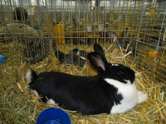 DSC02976 - Expo Germania Europeana EUROPASCHAU LEIPZIG 2012