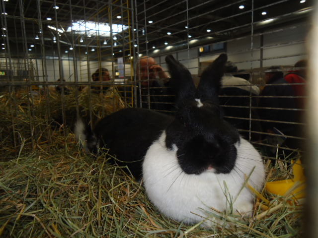 DSC02978 - Expo Germania Europeana EUROPASCHAU LEIPZIG 2012