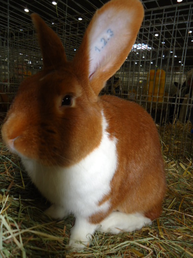 DSC02979 - Expo Germania Europeana EUROPASCHAU LEIPZIG 2012