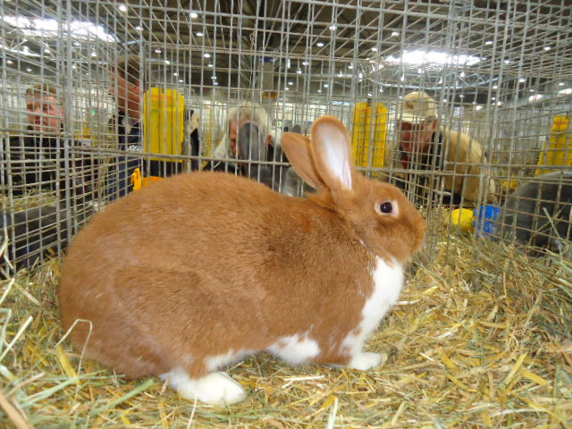 DSC02980 - Expo Germania Europeana EUROPASCHAU LEIPZIG 2012