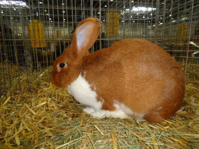 DSC02982 - Expo Germania Europeana EUROPASCHAU LEIPZIG 2012