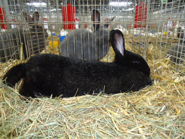 DSC02983 - Expo Germania Europeana EUROPASCHAU LEIPZIG 2012