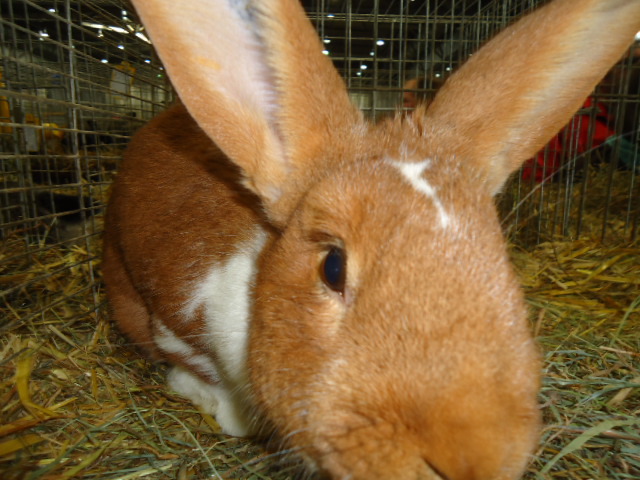 DSC02984 - Expo Germania Europeana EUROPASCHAU LEIPZIG 2012
