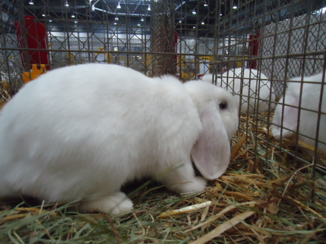 DSC02987 - Expo Germania Europeana EUROPASCHAU LEIPZIG 2012