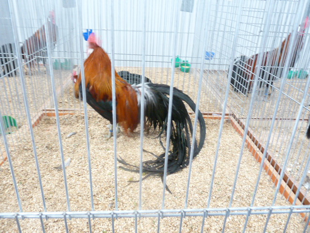P1130583